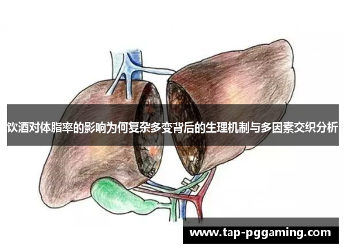 饮酒对体脂率的影响为何复杂多变背后的生理机制与多因素交织分析