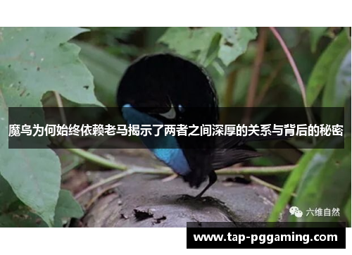 魔鸟为何始终依赖老马揭示了两者之间深厚的关系与背后的秘密